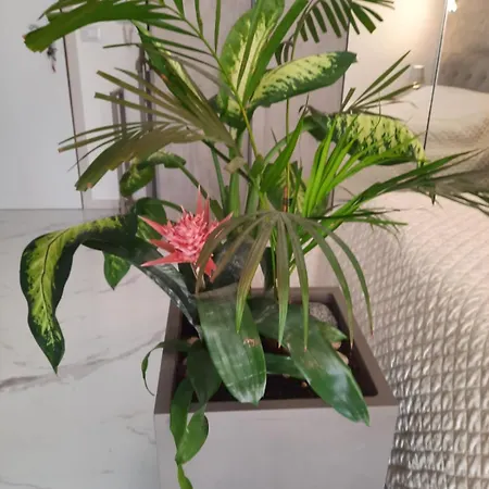 Apartment Mini Paradise *