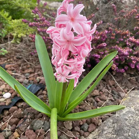 Orchidea Del Garda Couette-café Peschiera del Garda