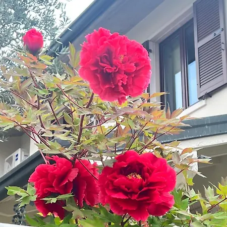 Ai Fiori *